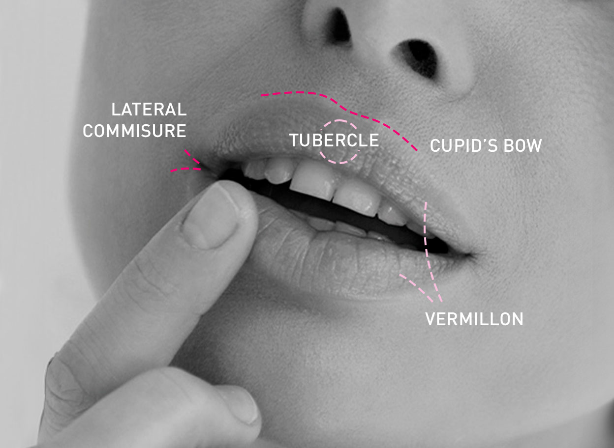 Lippen Anatomie
